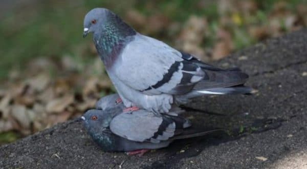 Естественное или натуральное спаривание голубей