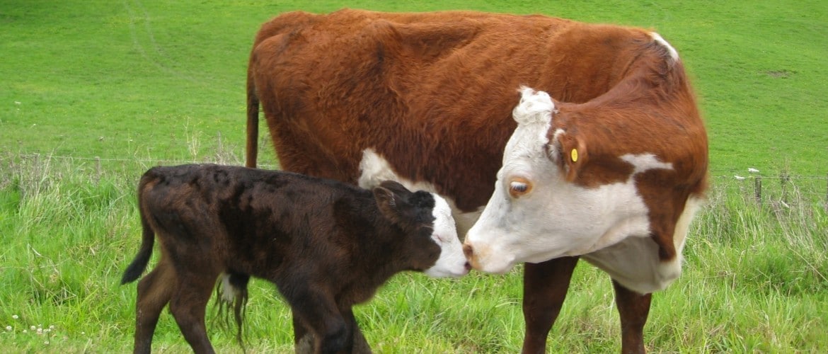 Ректальное исследование коров на стельность