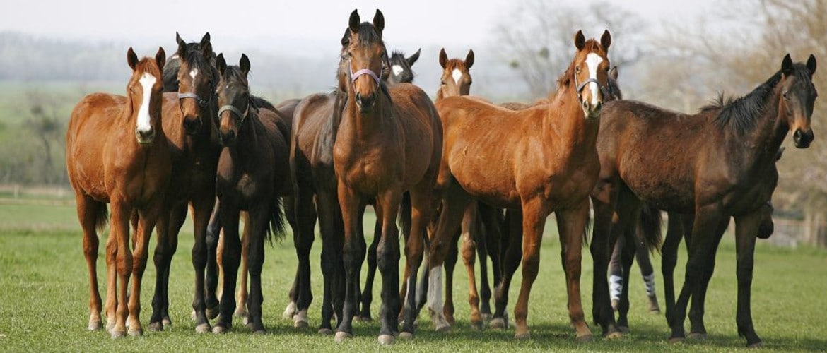 Какой тип питания характерен для лошади. Лошадки разных цветов. Аргентинская порода лошадей. Лошади разного цвета. Лошадь другого цвета.