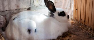 Кролиководство в домашних условиях прививки и заболевания