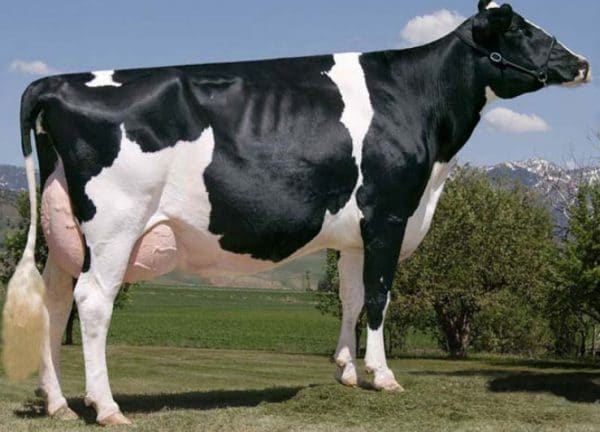 Молочные породы коров: список, характеристики, критерии выбора