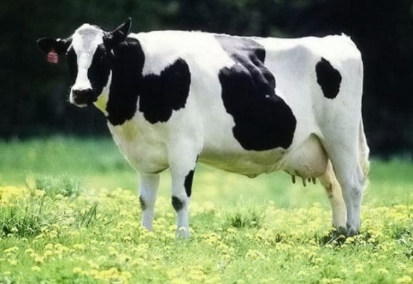 Холмогорские коровы