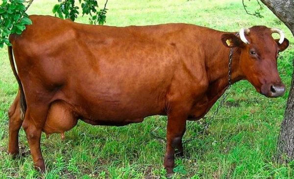 Бурая латвийская порода коров
