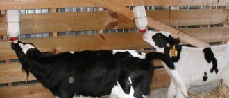 Ректальное исследование коров на стельность