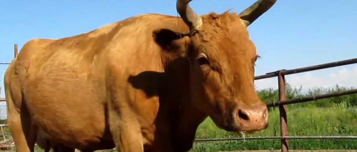 Болезни животных оспа коров thumbnail