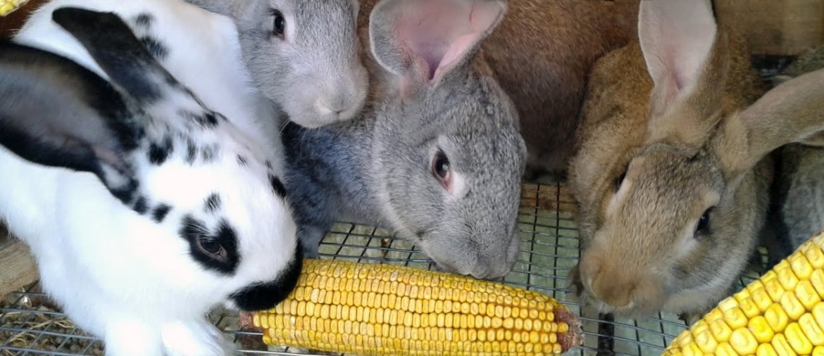 Чем кормить декоративного кролика в домашних условиях, что едят, чем питаются, что можно давать