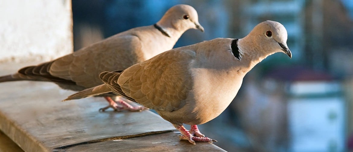 Вертячка у голубей: лечение, признаки, опасна ли болезнь Ньюкасла