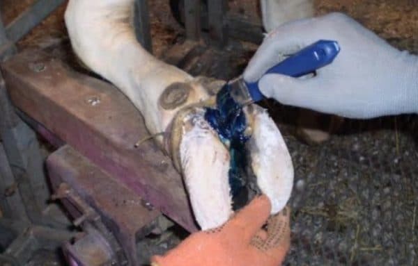 Болезни копыт у коров: признаки и лечение
