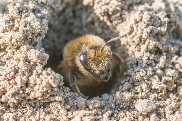 Чем опасны земляные пчелы