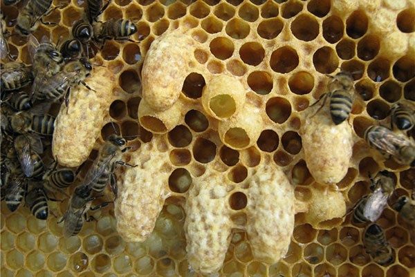 Как определить, что пчелы воруют