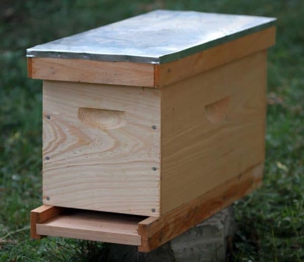 Работа с пчелами в августе: основные этапы, подкормка, уход, что делать пчеловоду