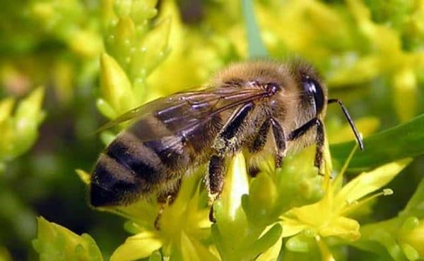 10 пород пчел и их отличительные характеристики