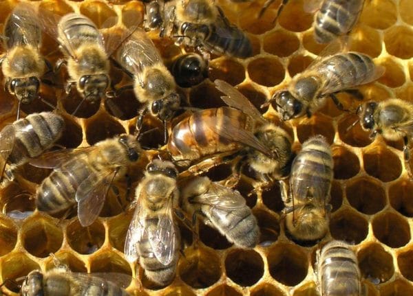 Как выбрать пчел