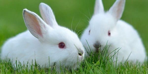 Сколько живут кролики?