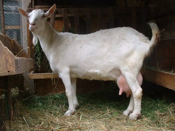 Chov saanenských koz: krmení, chov, péče