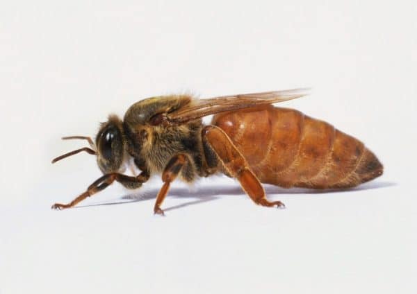 Пчелы бакфаст: описание и особенности породы