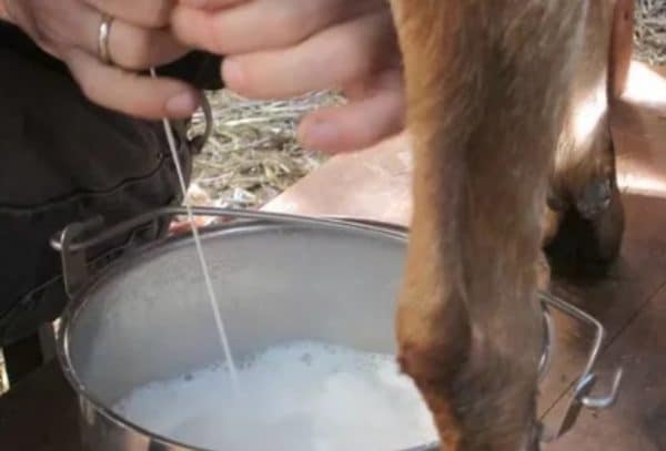 Сколько коза дает молока
