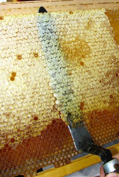 Что такое забрус в пчеловодстве: лечебные свойства