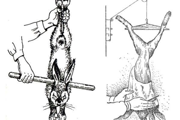 Как забить кролика: сроки и принципы отбора