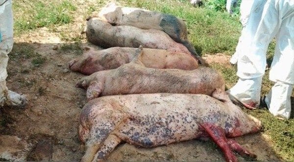Африканская чума свиней: происхождение болезни и характеристика