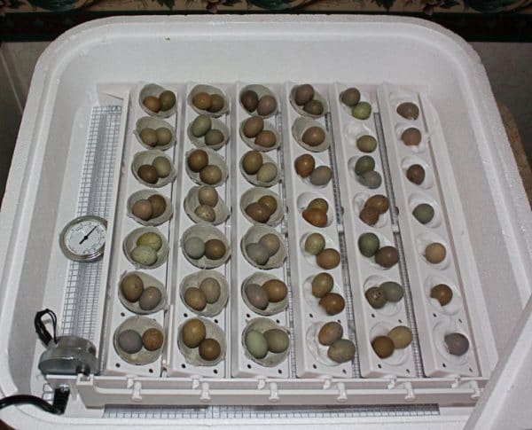 Инкубация перепелиных яиц в домашних условиях: температура и влажность