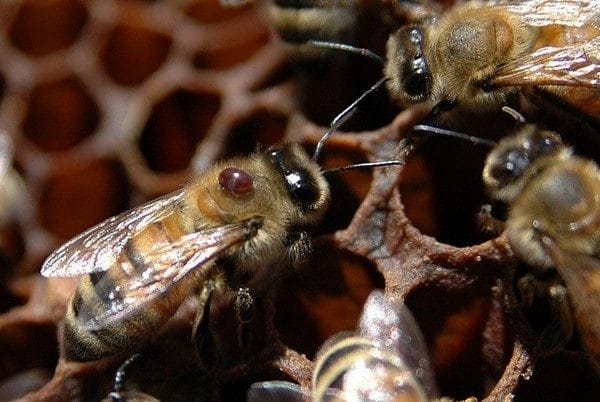 Как определить факт наличия клещей у пчел?