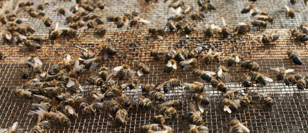 Аскосфероз: лечение и профилактика, особенности и признаки болезни