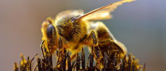 Техника разведения пчел в домашних условиях для начинающих: как осуществлять уход за насекомыми?