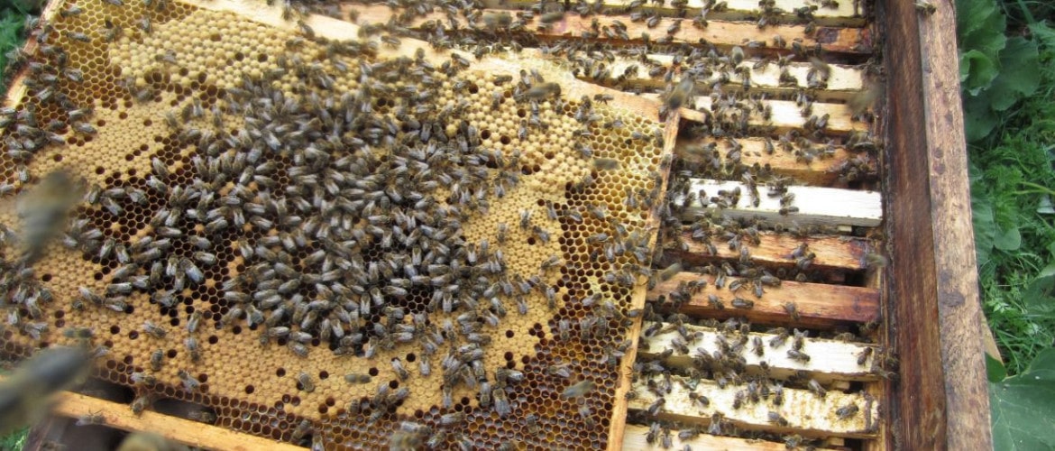 Соседские пчелы. Варроатоз пчел. Раскрытие сот для медосбора. Коконы молодых пчел.