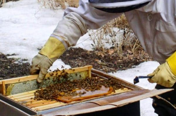 Почему важна зимняя подкормка пчел?