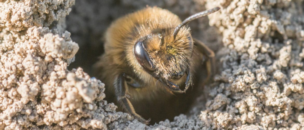 Земляные пчелы как добыть мед — Портал о стройке