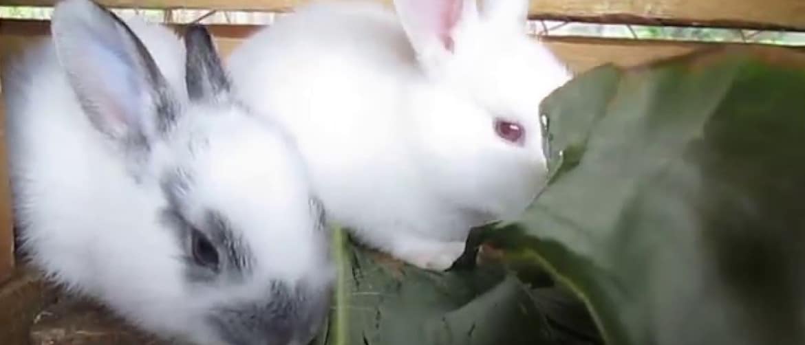 Яблоки кроликам можно давать. Кролик с кабачком. Кролик и огурец. Кролик с помидорами. Кролик Буряк.
