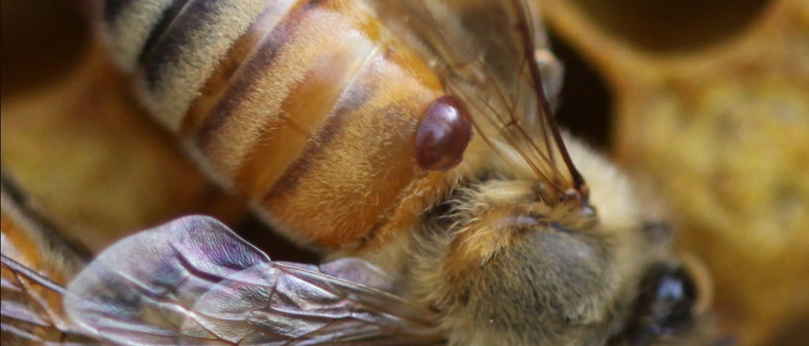 Обработка пчел полосками осенью