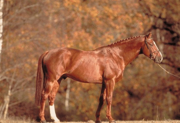Самая быстрая порода лошадей в мире, разновидности скакунов, их параметры и характеристики