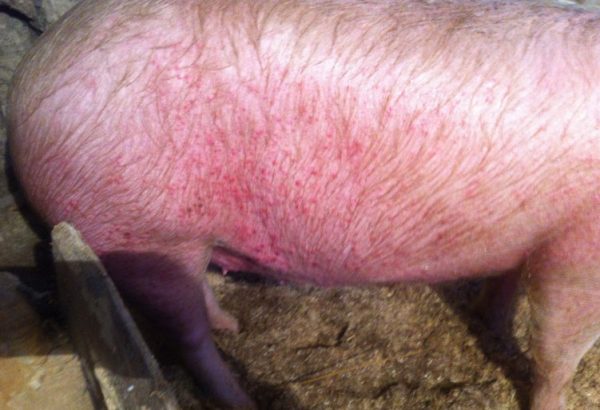 Рожа у свиней: описание, формы и их симптомы, как лечить в домашних условиях, сыворотка, вакцина