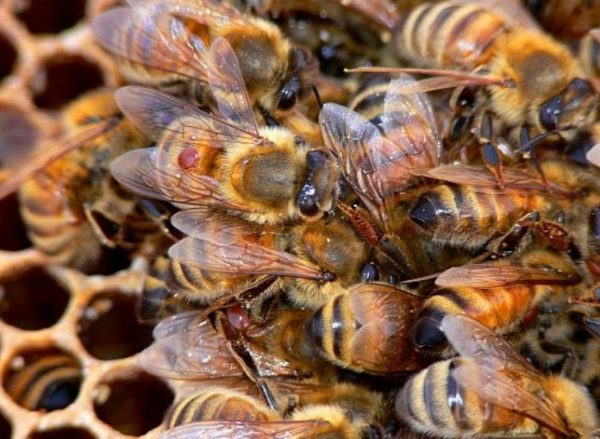 Применение муравьиной кислоты в пчеловодстве: показания