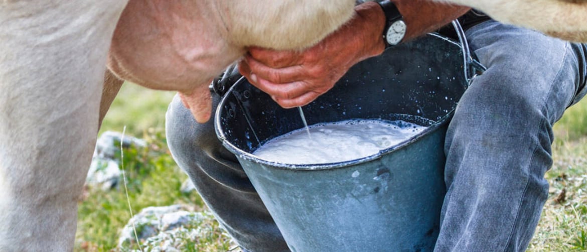 Жирность коровьего молока процент жирности домашнего парного молока