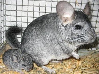 Как размножаются шиншиллы