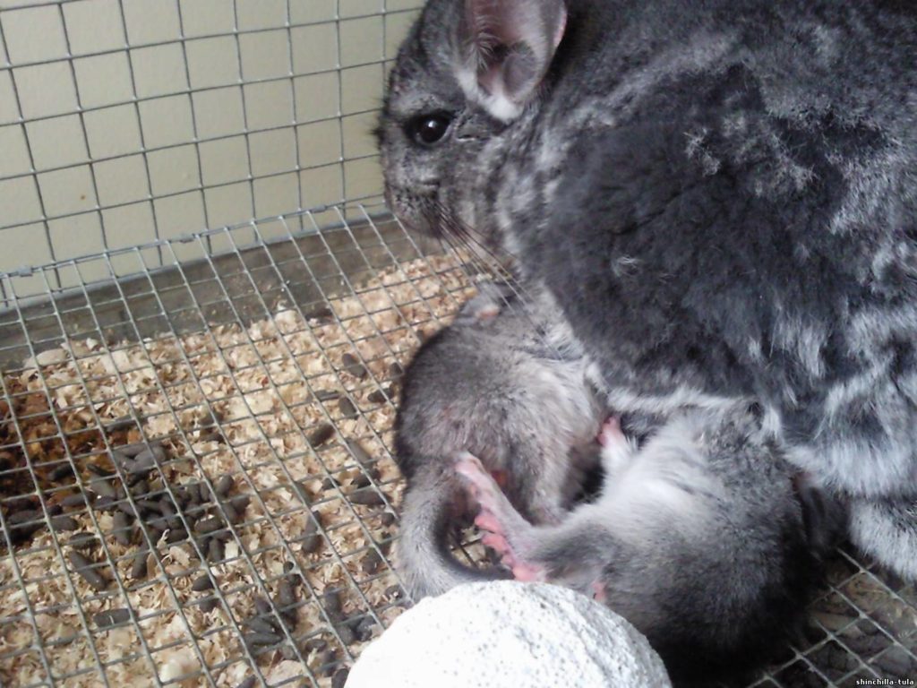 Размножение шиншилл