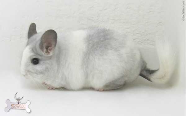 Королевская персидская ангора