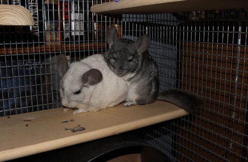 спаривание шиншилл