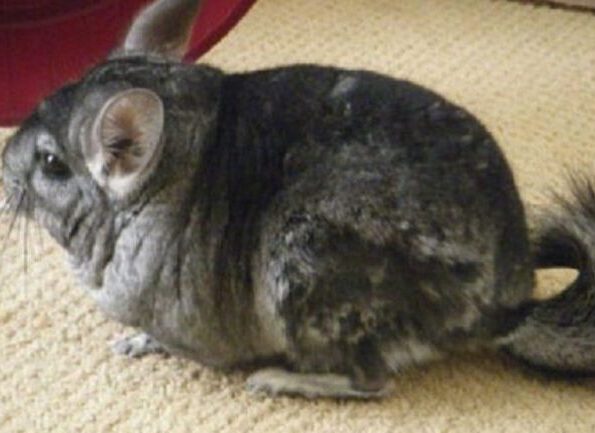 Почему шиншилла линяет и у нее выпадает шерсть?