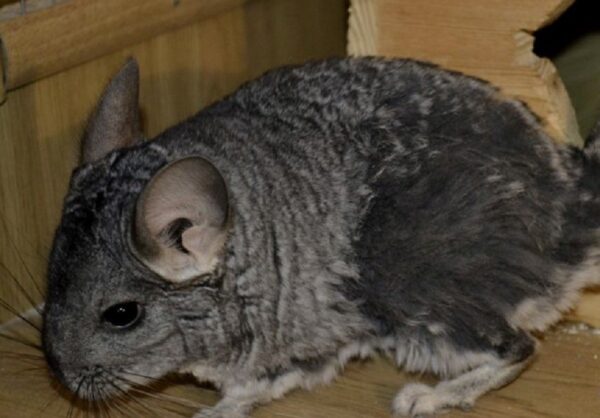 шиншилла линяет