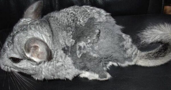 авитаминоз