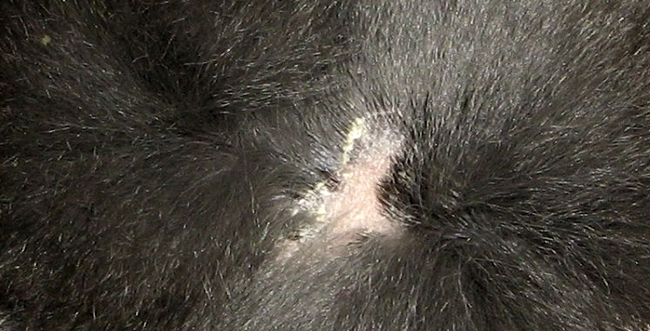 шиншилла линяет