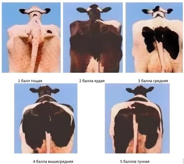 Как определить вес коровы (быка) при помощи таблиц