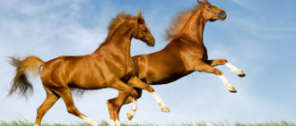 Основные части упряжки для лошади и популярные типы конной сбруи