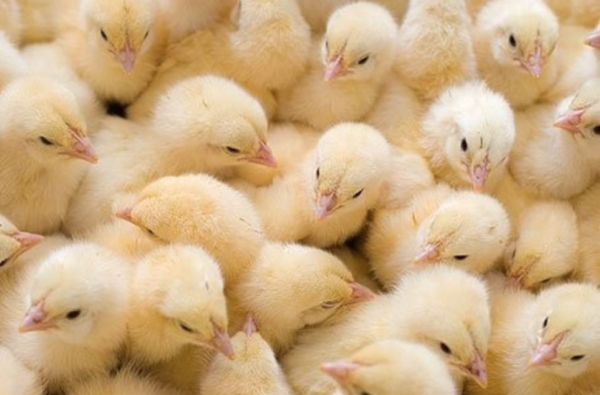 Пробиотики можно давать цыплятам сразу после вылупления.