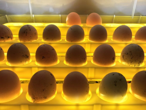 Как отобрать яйца для инкубации