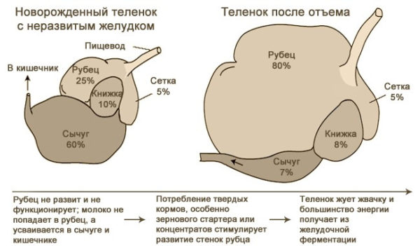 Схема желудка теленка